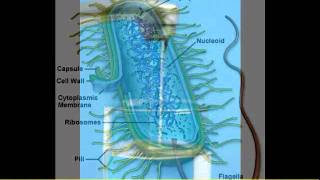 Systemic Enzymes Scar Tissue Uterine Fibroids Inflammation Toxins Of The Blood Part 2 [upl. by Konstanze]