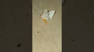 Dogbane tiger moth Camera ActionTO BE CONTINUED [upl. by Risser]