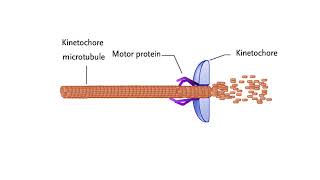 Mechanisms for chromosome movement [upl. by Elamef]