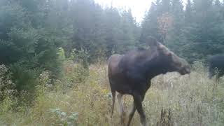 Natural Moose calls 1 [upl. by Ras]