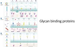 Glycan binding proteins GBP Specificity and Location Code 527 [upl. by Waldemar]