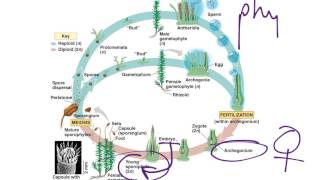 Moss Life Cycle [upl. by Leong341]