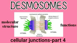 Molecular Structure and Functions of Desmosomes  Cell Junction  AM Biologie Notes [upl. by Sven326]