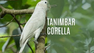 Tanimbar Corella Cacatua Goffiniana [upl. by Acceb]