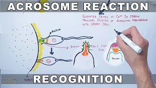 Acrosome Reaction in Sea Urchin [upl. by December180]