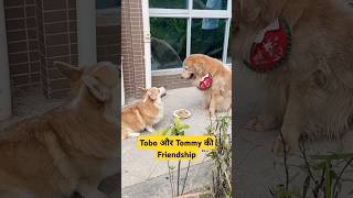 🐕Tobo और Tommy की Friendship  mini wood toy  woodworking art skills  hand crafts shorts [upl. by Nerw182]