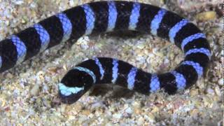 Banded Sea Krait [upl. by Aicitan]