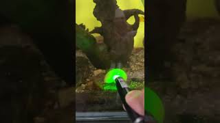 Snail 🐌 vs laser light ⁉️⁉️ [upl. by Marci]