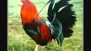 Vicente Fernandez Corridos De Gallos Mix YouTube [upl. by Evangelist]