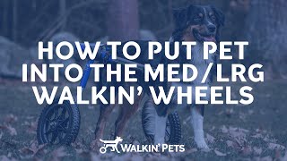 How to Put Your Dog in the Rear Walkin Wheels Wheelchair [upl. by Legnaesoj]