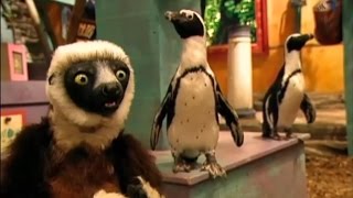 Zoboomafoo Cap 34 quotCriaturas Acuáticasquot [upl. by Eelram244]