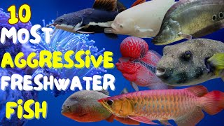 Top 10 most aggressive freshwater aquarium fish  aggressive fish  AQUATIC WORLD [upl. by Eniladam]