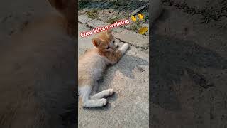 Cute kitten walking 🐈🐈 RajaniST8633catkittenviralshortsyoutubevideo [upl. by Phillipe]