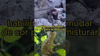 IGUANA VS CAMALEÃO luta curiosidades animaisselvagem [upl. by Doak37]