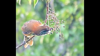 Greater necklaced laughingthrush on Hong Kong island [upl. by Nywra]