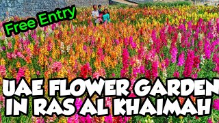 UAE FLOWER FARM IN RAS AL KHAIMAH  VALLEY OF FLOWERS RAS AL KHAIMAH  FLOWER GARDEN ASIMAH [upl. by Gui783]