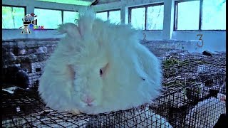 Angora Rabbit Breeding Farm  Processing of Wool Shearing Carding Spinning amp Weaving [upl. by Demahum]