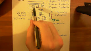 Gastric Acid Secretion Part 5 [upl. by Aivat]