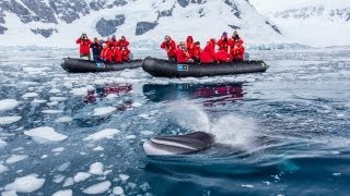 Close Encounter with Minke Whale in Antarctica [upl. by Martina807]