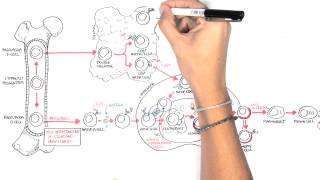 Non Hodgkins Lymphoma  Types and Pathophysiology [upl. by Nero155]