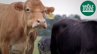 Proffitt Farms GrassFed Beef  Meet the Ranchers  Whole Foods Market [upl. by Crescin]