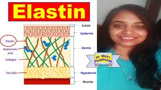 Elastin  Connective Tissue  Skin Ageing  Biochemistry [upl. by Claiborne649]