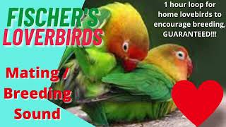 Fischers love birds parrot mating breeding call sound 1 hour video to encourage mating in home bird [upl. by Custer]