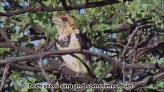 Crested Barbet calling [upl. by Asilehc]