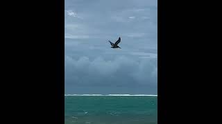 Puerto Morelos Reef National Park the morning after hurricane Beryl pelican pelicandiving [upl. by Tutt]