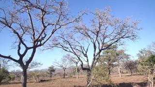 Leopard hunting monkey at Sabi Sands [upl. by Eiznek892]