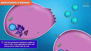 Antiviral Activities of Different Interferon Types and Subtypes [upl. by Epilef]