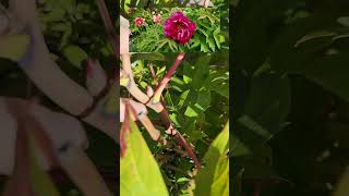 How to prune Tree Peonies [upl. by Inimod29]