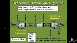 Overview of TranscriptionBiochemistry [upl. by Stolzer]