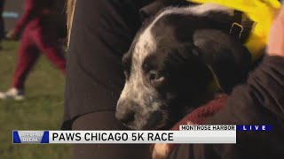 PAWS Chicago annual 5K held Saturday [upl. by Melonie]