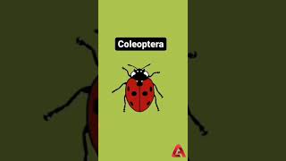 😱 ENDOPTERYGOTA 🐞 INSECTS ORDERS Shorts 👉 video [upl. by Enileuqaj]