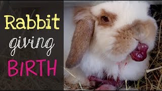 Holland Lop Rabbit Giving Birth [upl. by Dressel553]