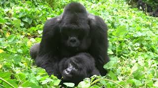 RARE FOOTAGE  Silverback Mountain Gorilla Mating in Bwindi Impenetrable Forest [upl. by Mandle]