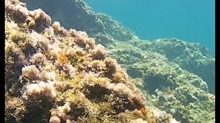 Awesome Paleokastritsa Corfu beach snorkeling and diving [upl. by Pickett]