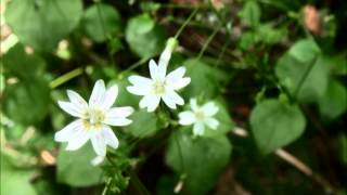 Claytonia sibirica [upl. by Letta477]