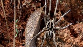 Llycosa sp  Lycosidae  Wolf Spider  Aranha Lobo [upl. by Eade]