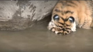 Tiger cubs learn to hunt in water at Tiger Canyons [upl. by Annavaj]