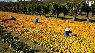 How Australian Farmers Produce Billions Of Tons of Mango Every Day [upl. by Tigges826]