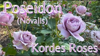 Poseidon Novalis Bred By Tim Hermann Kordes dreamrosegarden4094 Wisconsin USA zone5b กุหลาบ [upl. by Carole122]