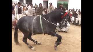 gora intzar dance gujrat pakistan hourse dance [upl. by Atsocal]