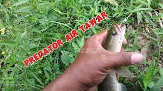 CASTING GABUS KE10casting ikan predator air tawar ini bikin nagih [upl. by Publea544]