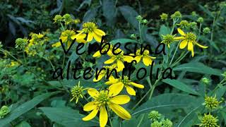 How to Pronounce Verbesina alternifolia [upl. by Lynnett347]