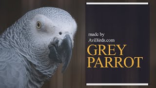 Grey Parrot Psittacus Erithacus [upl. by Fesuy350]