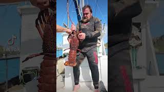 Journey from Whangaroa to Port Nikau aboard Atarua Harpooning with blokescancooktoo [upl. by Daly]