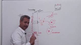 Basic Mechanism of Phagocytosis [upl. by Goodhen]