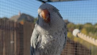 Miss Auggie’s first trip to the aviary 🩵 [upl. by Nan443]